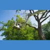 Davis Tree Experts