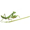 Mantis Gardens