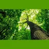 Rodriguez Tree Services