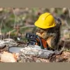 Chip's Tree Service