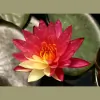 Az Water Garden Oasis
