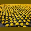 Gold Hill Nursery