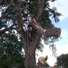 Kevin's Tree Service