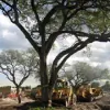 Sutton Consulting Arborist