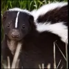 Texas Wildlife Control