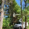 County Tree Experts