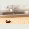 Swanson Pest Solutions