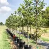 Bob's Tree Farm