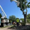 The Tree People