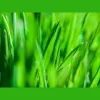 Stewart Bros. Turf