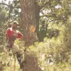 Todd's Marietta Tree Services