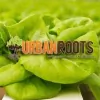 Urban Roots
