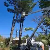 Mib Tree Service