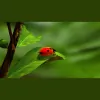 Tree Medicine