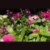 Flowermart