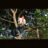 Roger Fischer Tree Service