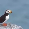 Puffin Rugs