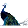 Image Design Group