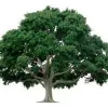 Ixta Tree Experts
