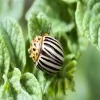 Bisaillon's Rid All Termite & Pest Solutions