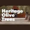 Heritage Olive Trees