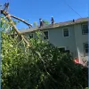 Cutting Edge Tree Experts
