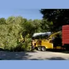 New Growth Tree Care