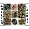 Artisan Plants
