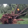 Total Tree Health Care