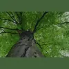 Tri-County Tree Service
