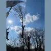 Samson Tree Service