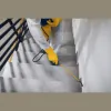 Bell Pest Control