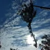 Oasis Tree Service