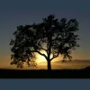 Steve Bickford, Certified Arborist