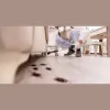 Safeway Pest Control