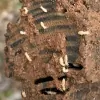 Clark Pest Remedy