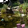 Ponds of New England