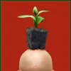 Calendula Farm, Landscaping & Nursery