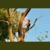 Charleston WV Tree Service