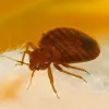 One Hour Pest Control