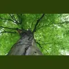 Apple Tree Service