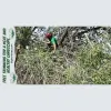 Big Horn Tree Service