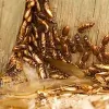 Bugs Burney Pest Control