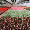 Grassmid Greenhouse