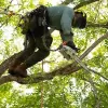 Branch Out Tree Care
