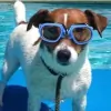 Nor Cal Pool & Spa Service