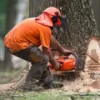 Tree Service Fayetteville