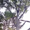 Geddie Tree Service