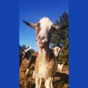 West Side Goat Girl
