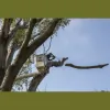 Superior Tree Care